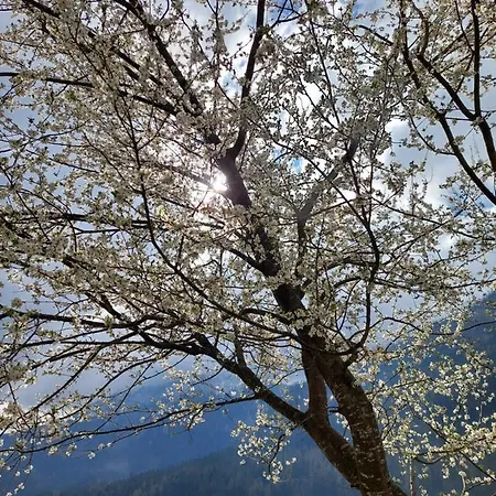 Apartment Urlaub Lunz - Fam. Fürst Lunz am See
